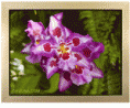 /album/a3d-hatas/a05-gif/